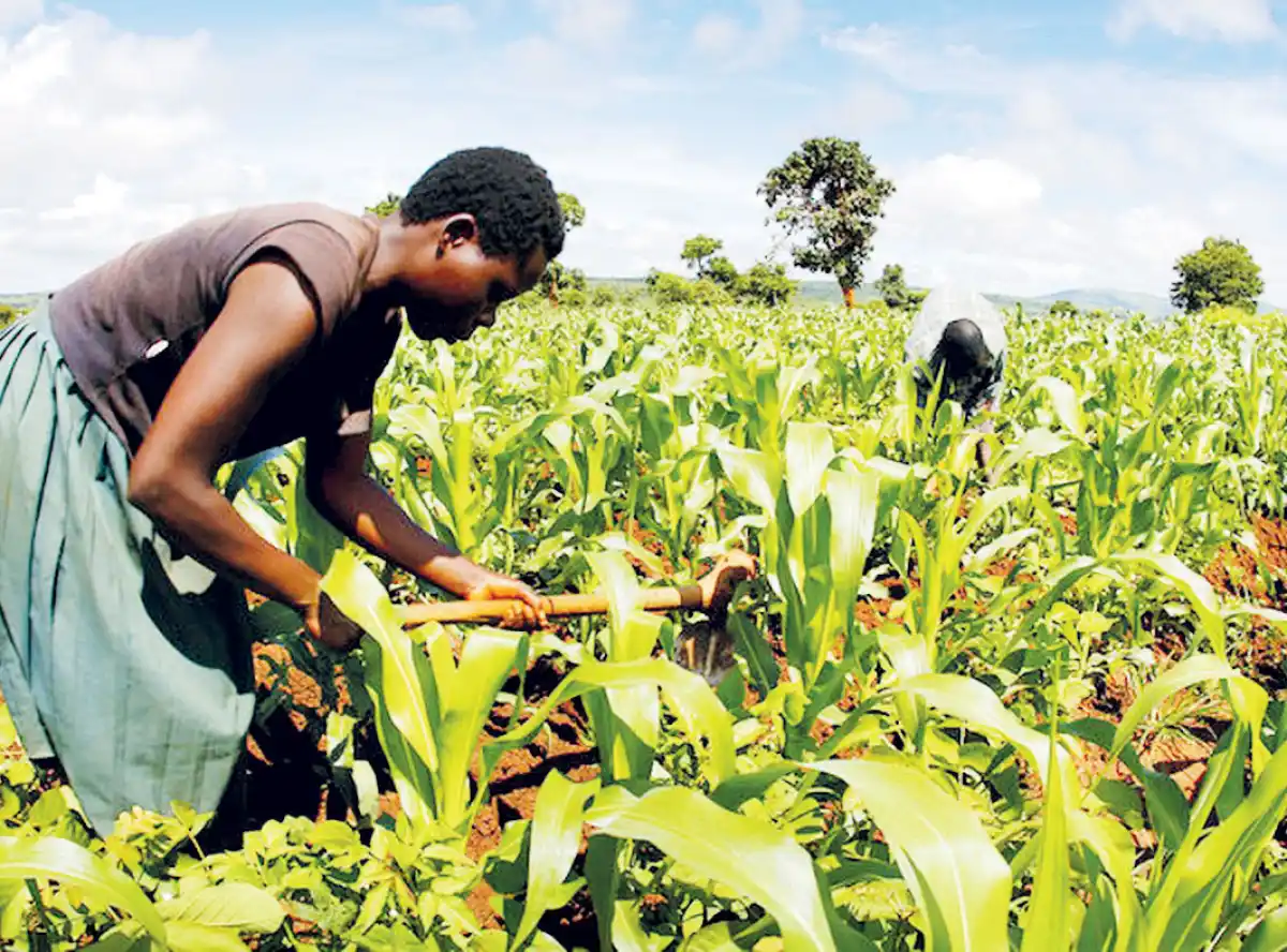 Balaka farmers laud land restoration programme