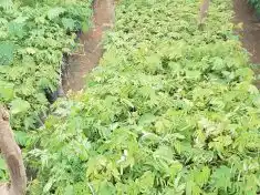 Balaka farmers reaping benefits of climate-smart methods