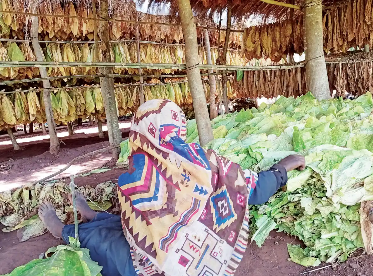 Fears mount over tobacco smuggling