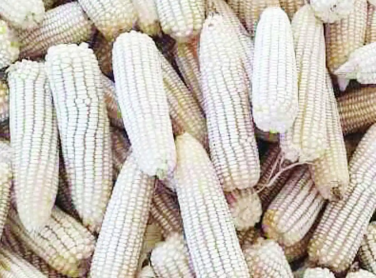 Maize prices up 15 percent