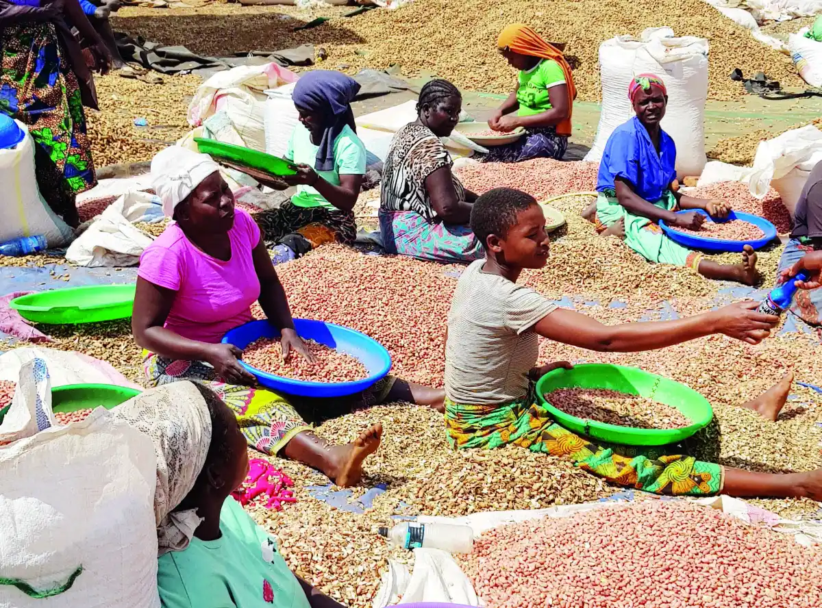 Malawi signs groundnuts export deal with China