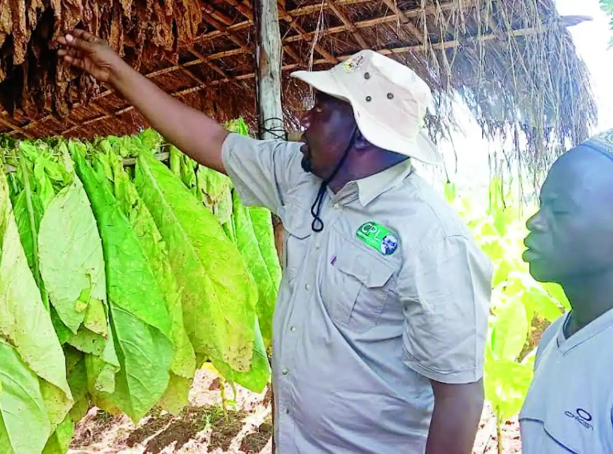 Malawi to produce 180 million kilograms of tobacco