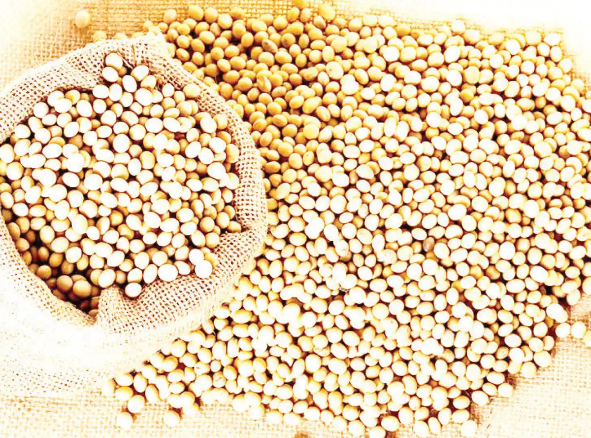 Malawi’s Soyabean exports struggle amid competition