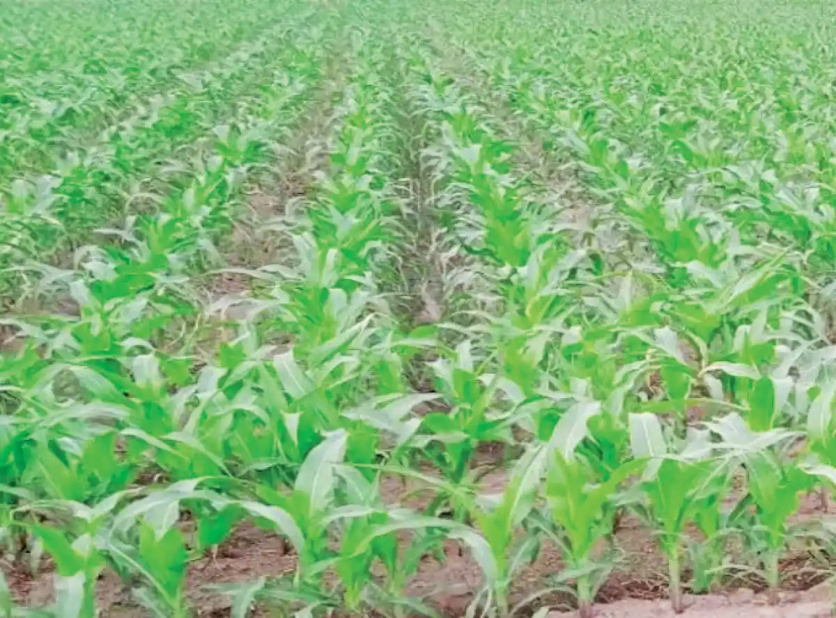 Mega farms billed to boost maize output