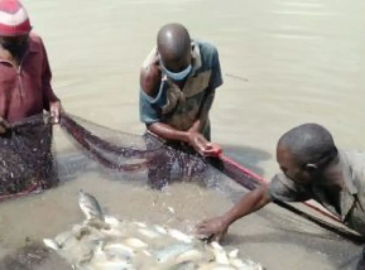 Mzuzu Prison fish project to improve inmates diet