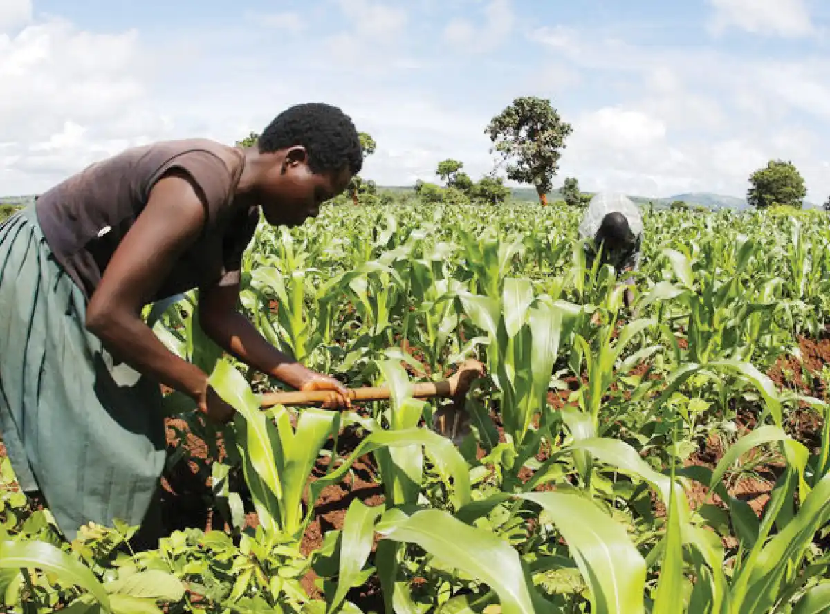 NPC forecasts 8% maize output jump