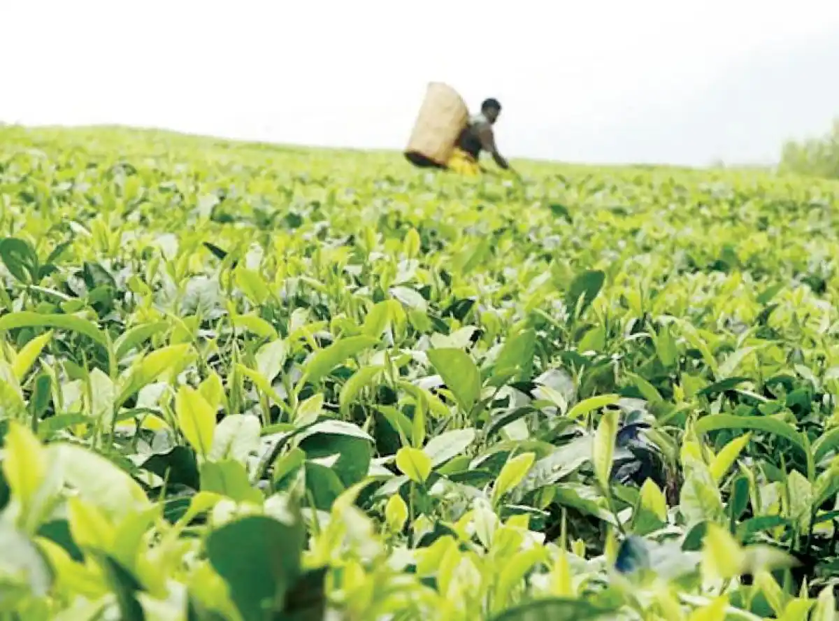 Tea output falls in third quartre