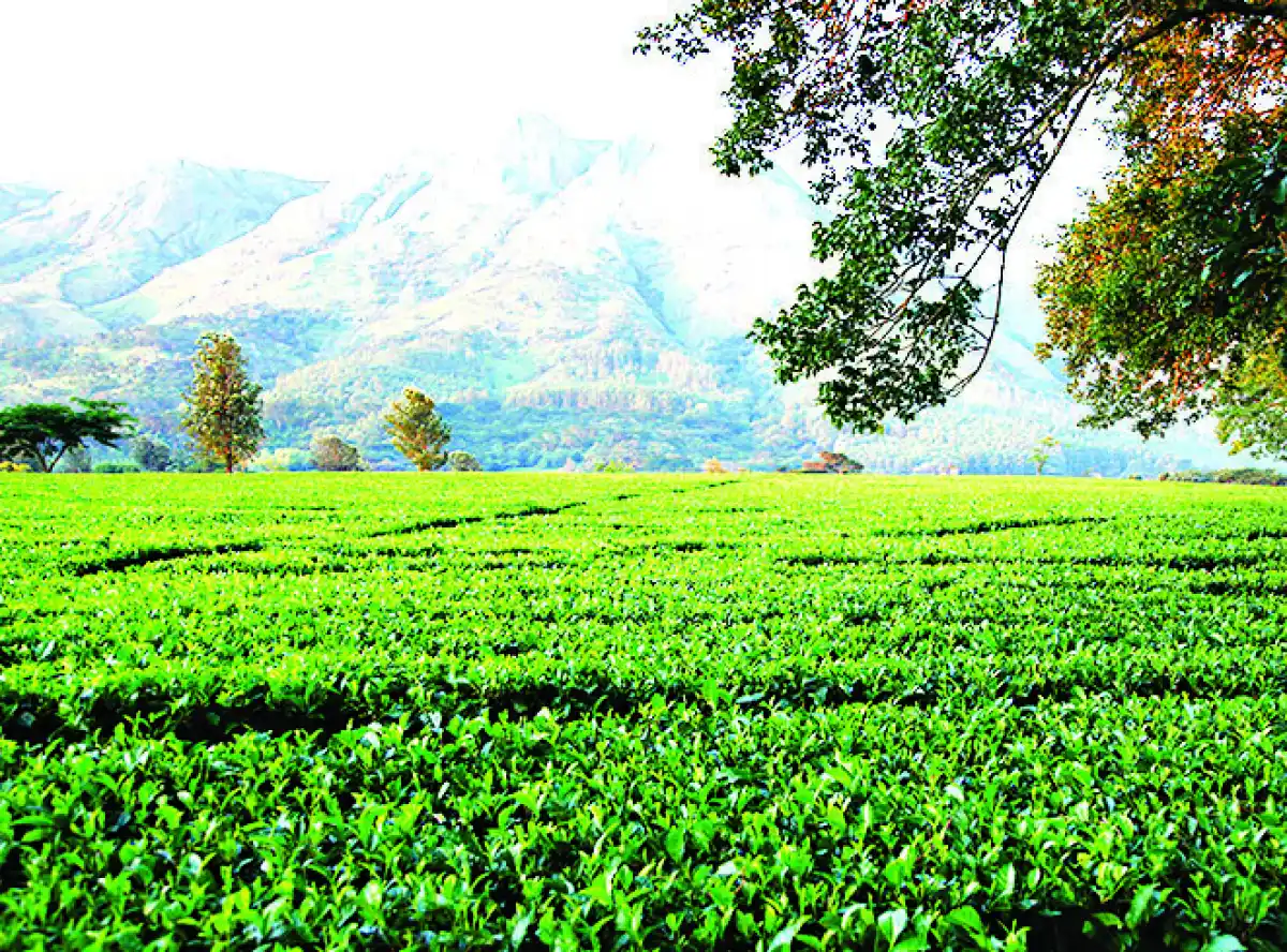 Tea sector commits to safe working conditions