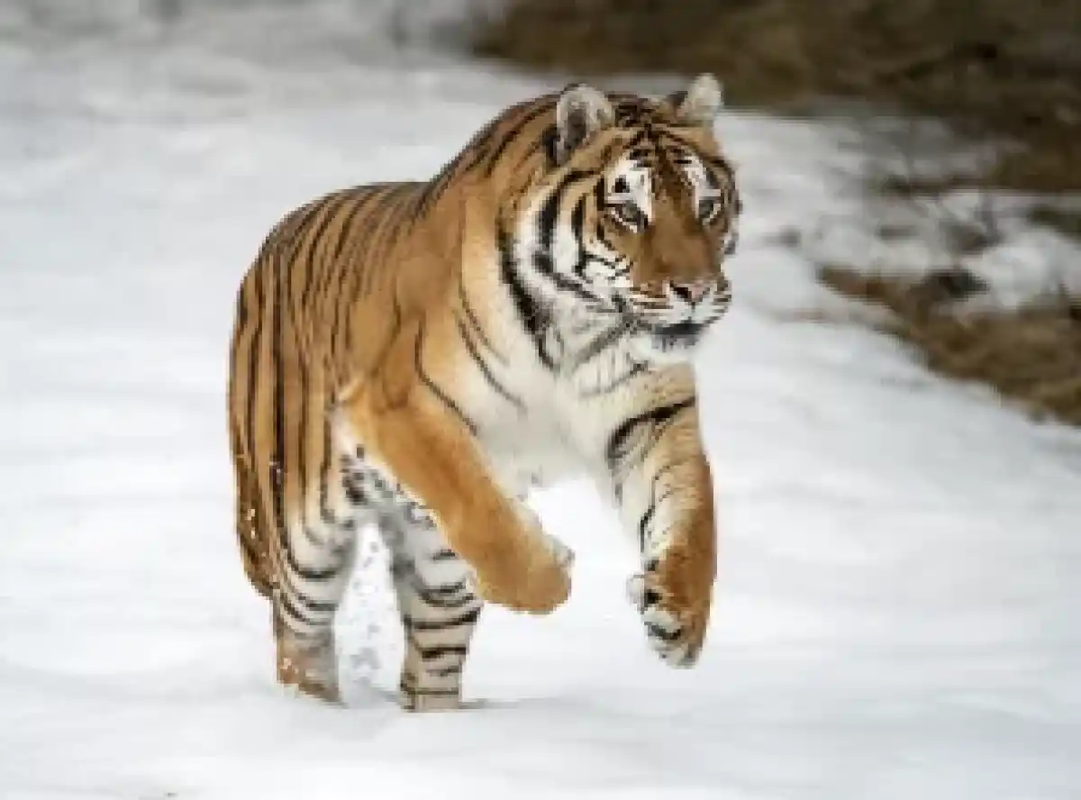 Tigers just jump on prey