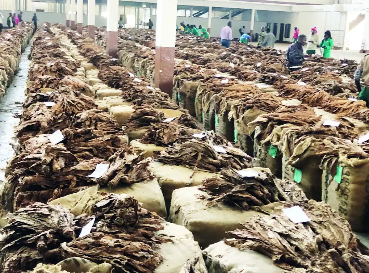 Tobacco output down 12 percent