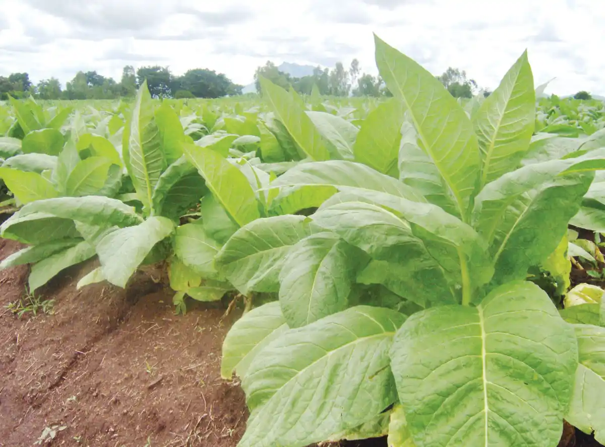 Tobacco production to increase by 31%