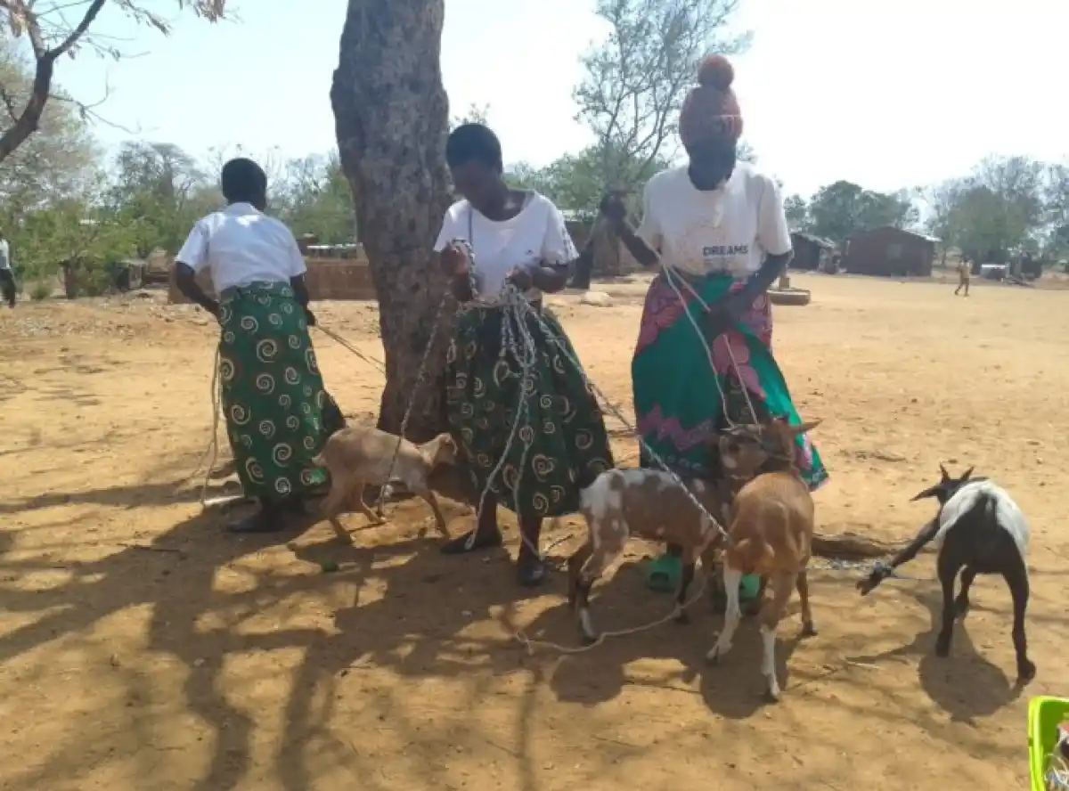 WOFAD donates 160 goats to women 